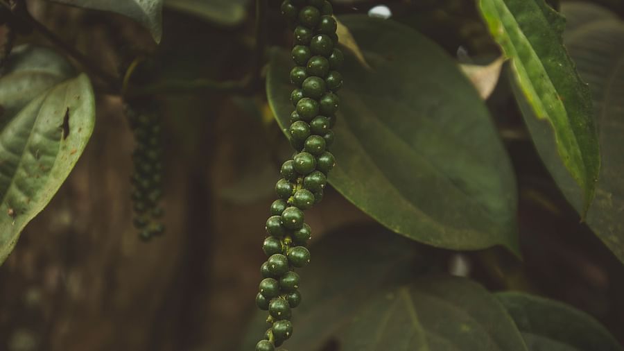 A close up shot of coffee beans at Capitol Village Resort, Madikeri