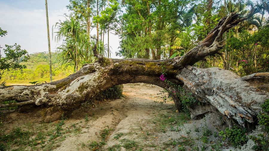 A fall tree trunk with a small mud road below it at Capitol Village Resort, Madikeri