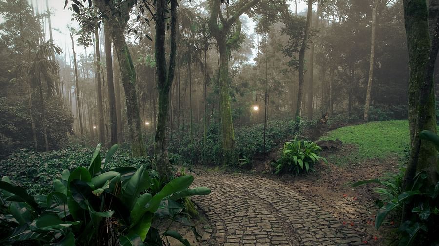 A pathway with stone cobbles next to trees at Capitol Village Resort, Madikeri