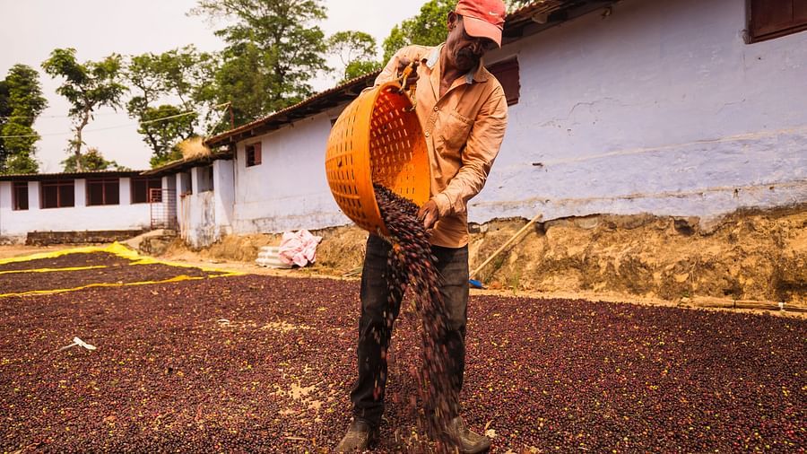 A staff curing coffee beans on the ground at Capitol Village Resort, Madikeri