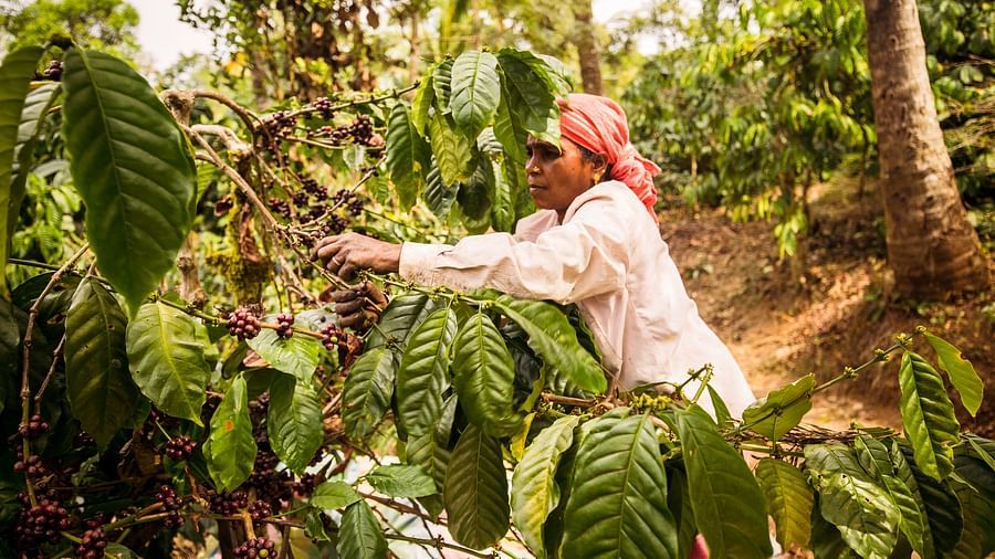 A staff picking coffee beans from the plants at Capitol Village Resort Madikeri