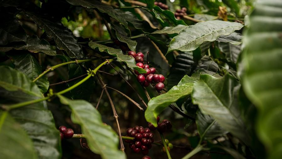 Coffee beans on the coffee plants at Capitol Village Resort Madikeri