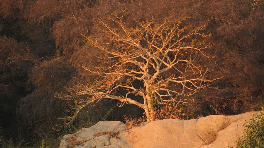 a tree amidst rocks - Chunda Shikar Oudi, Udaipur