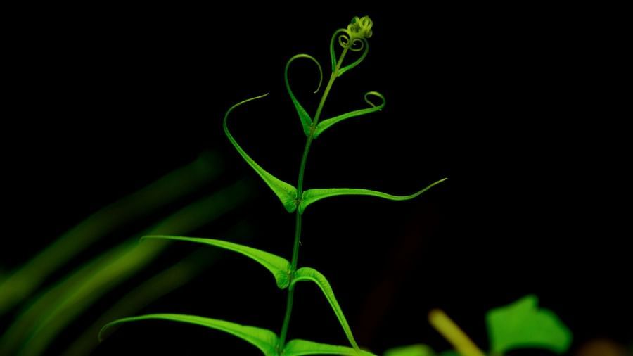 a close up shot of a fern growing on the banks of a river