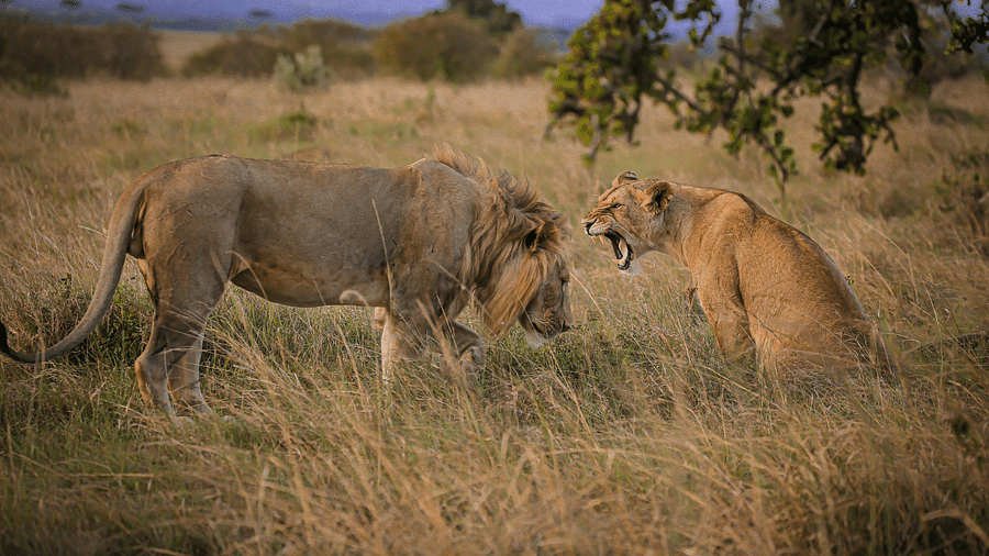 lion and lioness in a forest