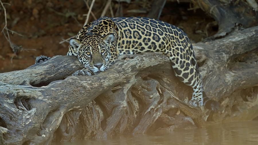 Jaguar resting on a tree