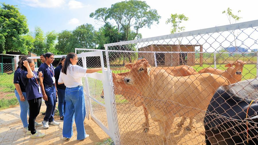 Visitors walking past cows in an enclosed farm area - Karma Lakelands.
