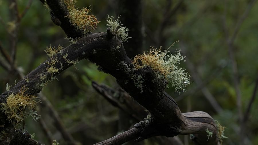 A close-up of a tree branch covered in moss and lichen, with raindrops visible.