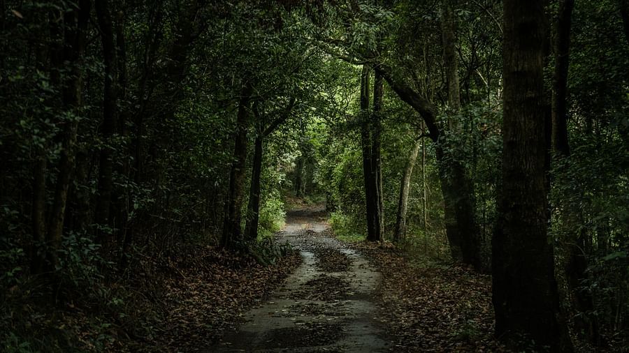 A serene forest trail cutting through dense green woods with dappled light filtering through the canopy.