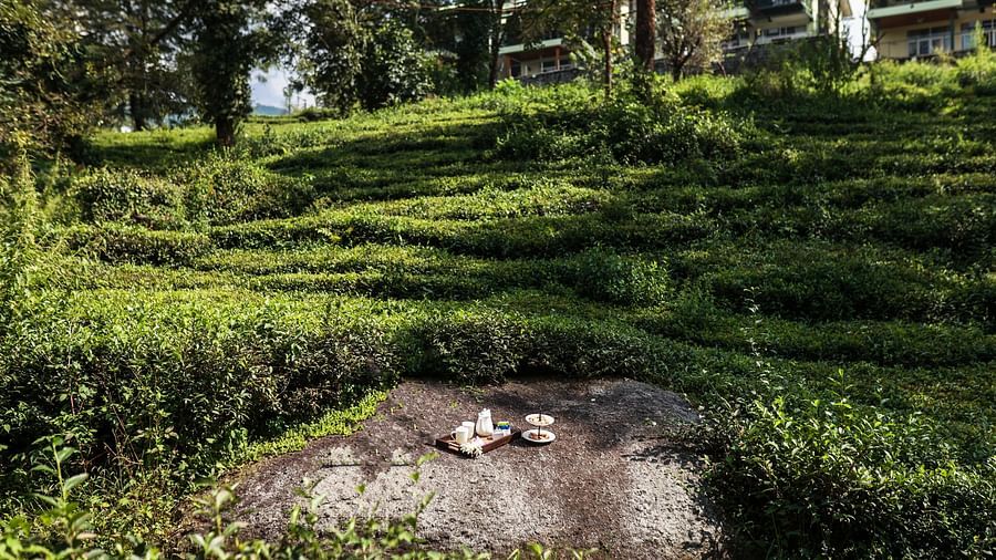 Discover the tranquil charm Best Tea Plantations to Visit in Lamrin Norwood Green