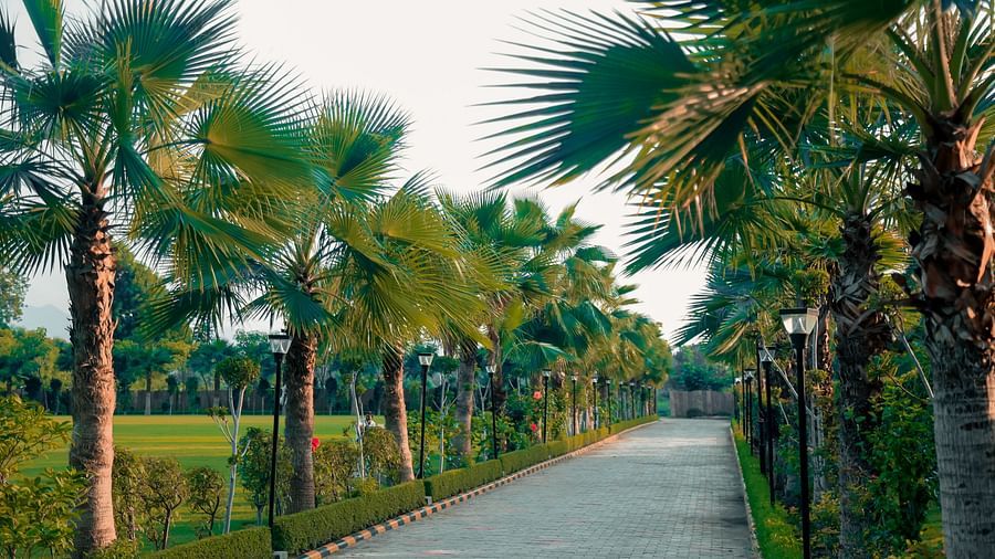 Pride Ranakpur Resort Convention Centre - image of the property driveway with palm trees on either sides
