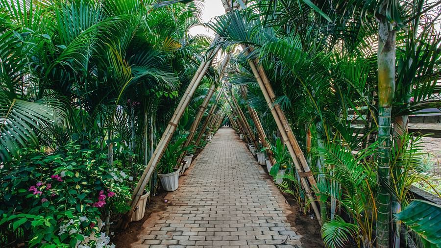 image of a pathway surrounded by lush tropical greenery with a lot of plants in the day time