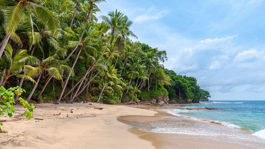 a beach dotted with lush green palm trees and the ocean on the other side