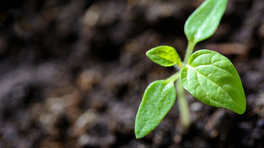 a small plant rising from the mud