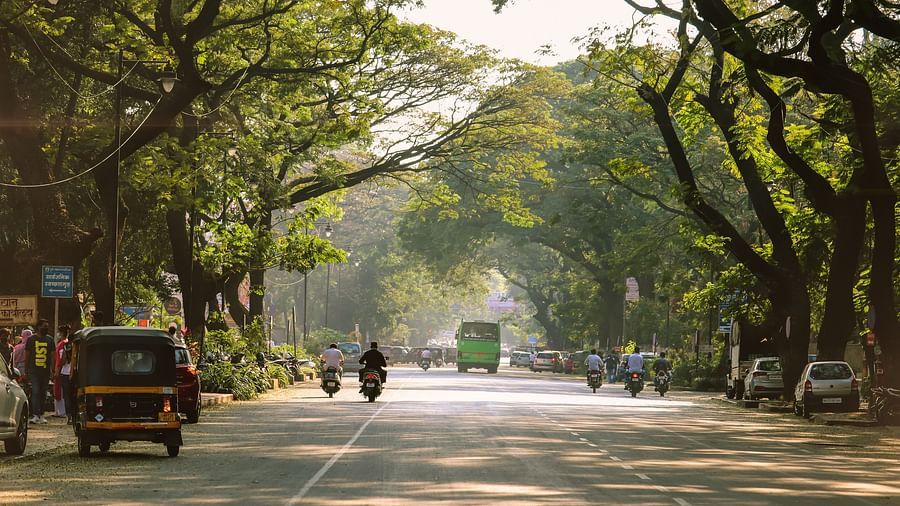 A road lined by trees on both sides