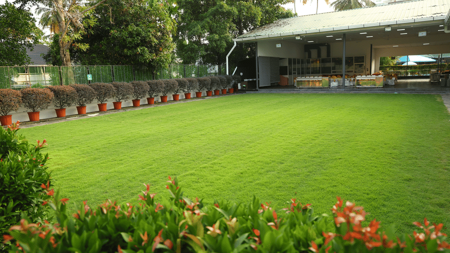 Lawn good view with plants 4 1