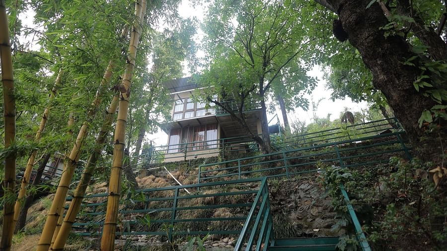 green stair case leading up to the cottage and a couple of bamboo plants in view.