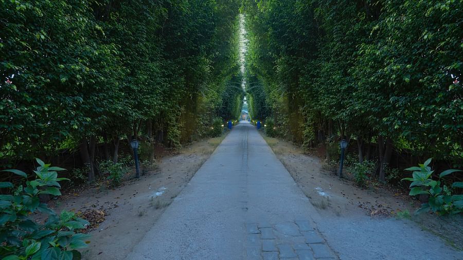 Tree-lined driveway leading to The Tattwaa Corbett Spa & Resort.