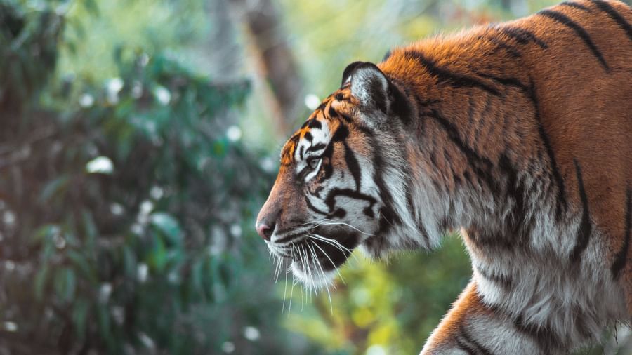 The Tattwaa Corbett Spa and Resort - side view of a tiger