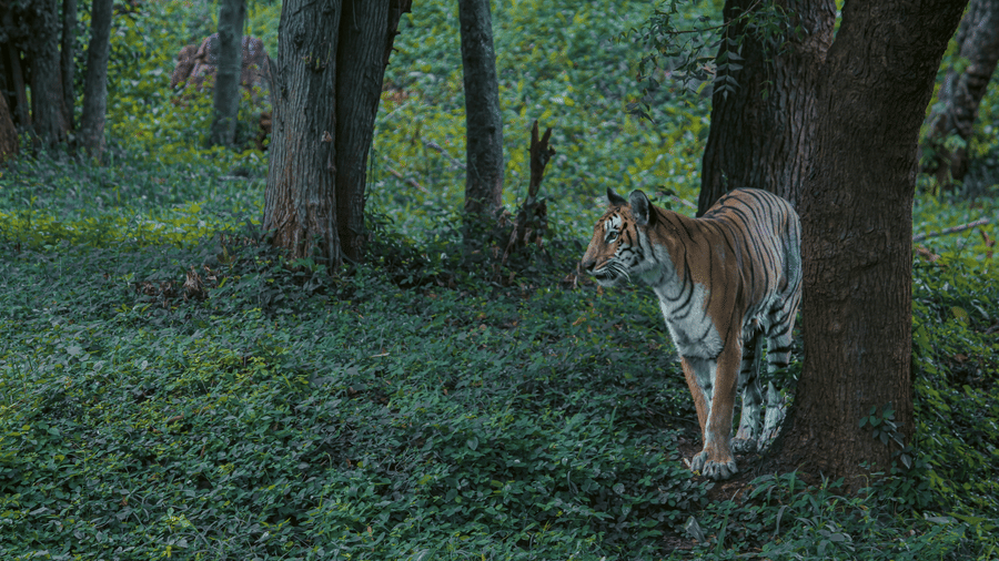 A tiger standing on green forest ground between tall trees, looking ahead in a shaded woodland area.