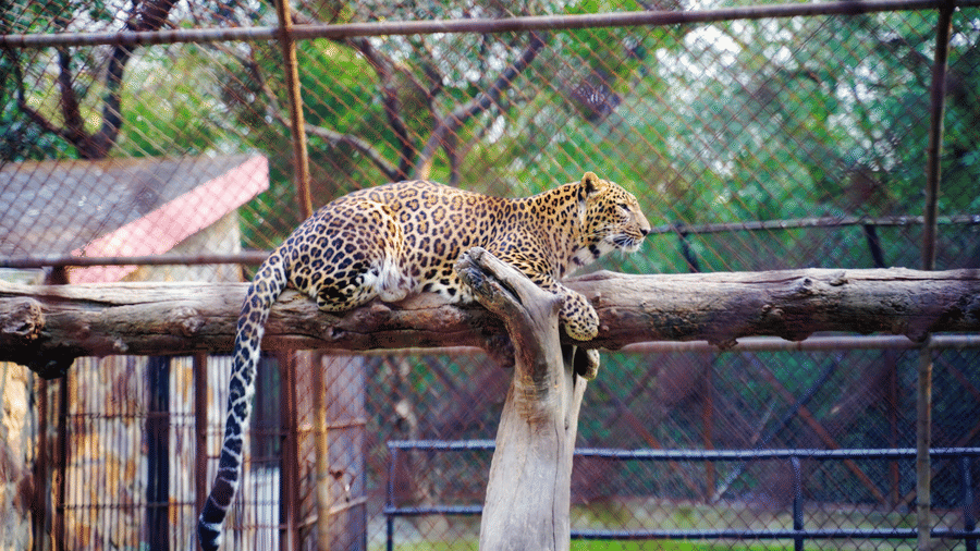 A leopard lying on a wooden platform inside a fenced enclosure, its legs hanging over the side.