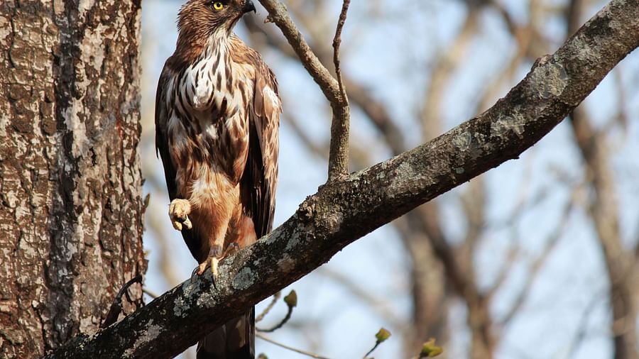 Tranquil Resort, Wayanad Wayanad Crested Serpent Hawk birdwatching Tranquil Resort Wayanad
