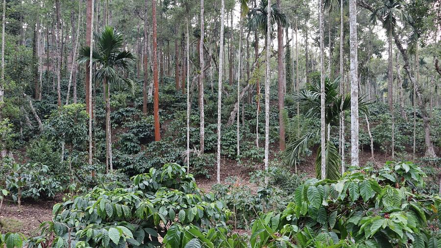 Tranquil Resort Wayanad 6
