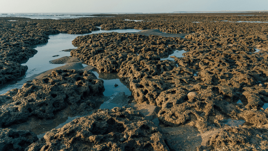 A view of an exposed coral reef with waterbody on shallow places all around at Narara Marine Life Sanctuary.