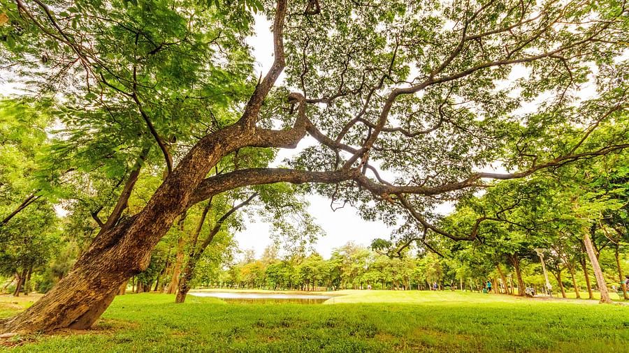 A large tree stands majestically in a park, surrounded by lush green grass under a clear blue sky