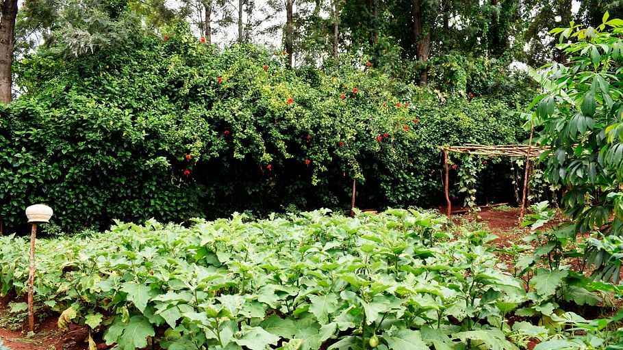 Organic-Garden-1