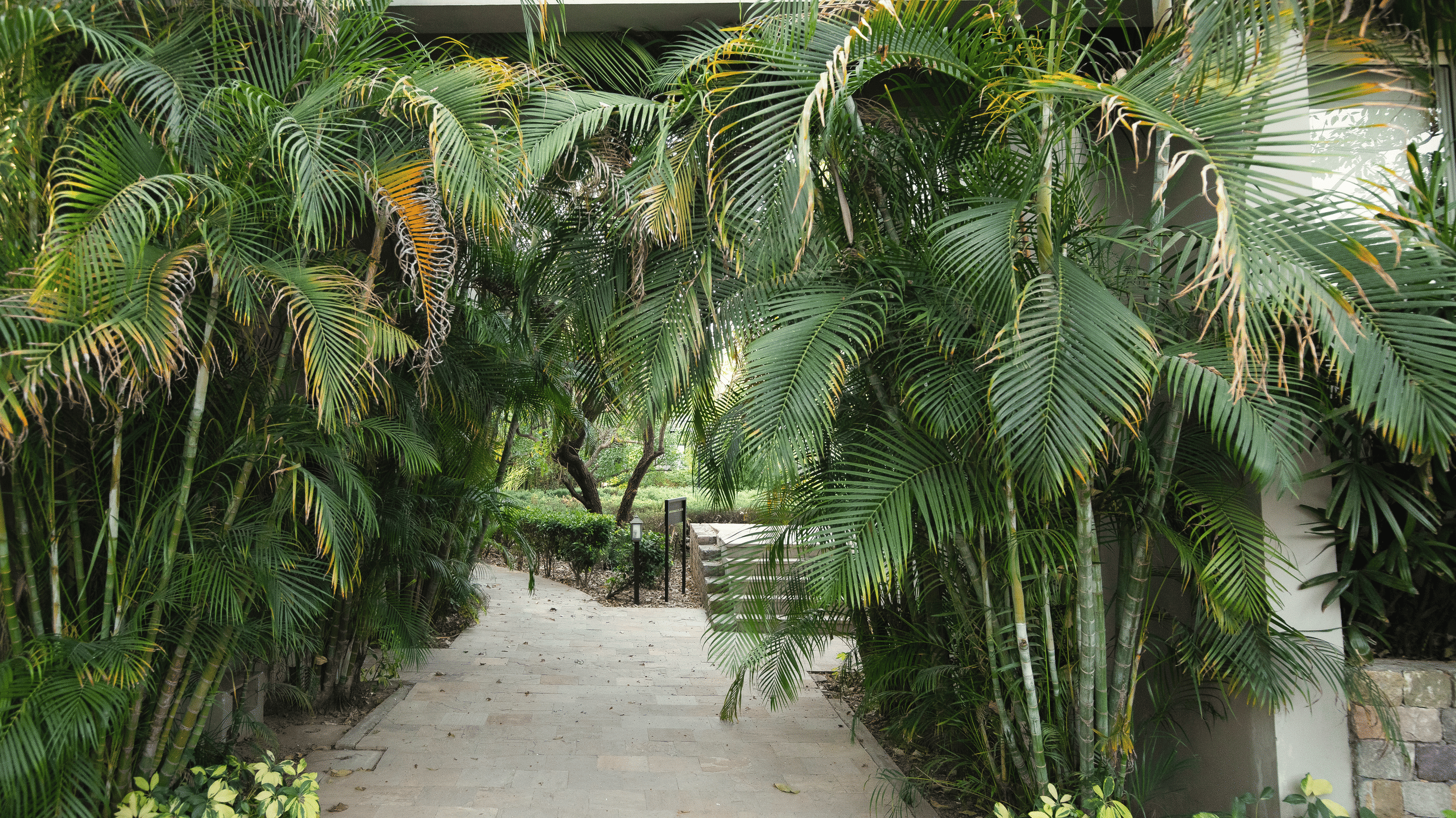  path through dense, tropical-looking trees and foliage at The Golden Tusk, Jim Corbett