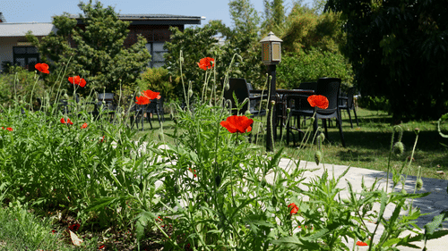 Wedding venues in jim corbett -The Golden Tusk