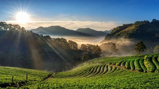 Sunlight streaming over tea plantations in a scenic valley at sunrise in sakleshpur