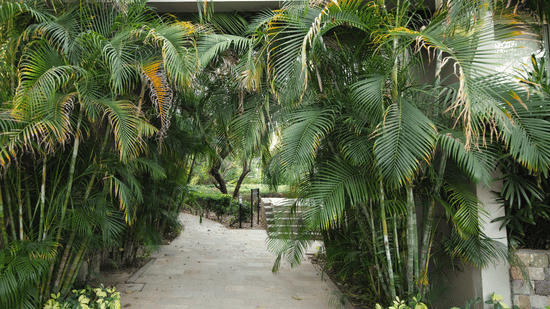  path through dense, tropical-looking trees and foliage at The Golden Tusk, Jim Corbett