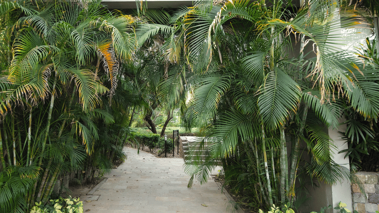  path through dense, tropical-looking trees and foliage at The Golden Tusk, Jim Corbett