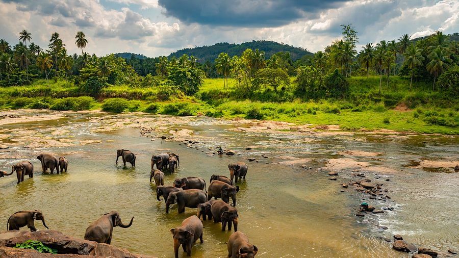 A Guide to the Best Elephant Camps in Karnataka 