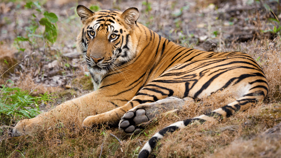 Wildlife Tiger Safari in India 2026 – 15 Best Tiger Safari Destinations