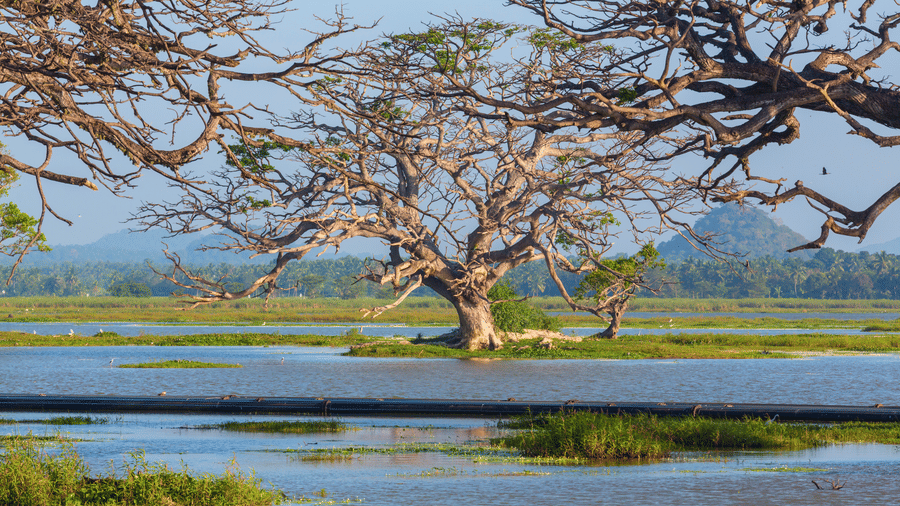 The Kabini Alternative: Experience the Forest Without the Price Tag