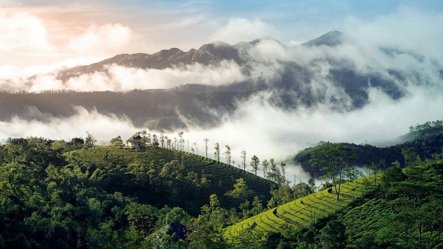 Scenic mountain view with rolling clouds and tea plantations nestled in the lush green hills.