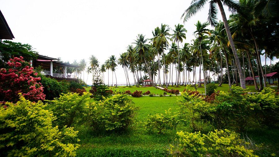 trees surrounding our resort in Port Blair