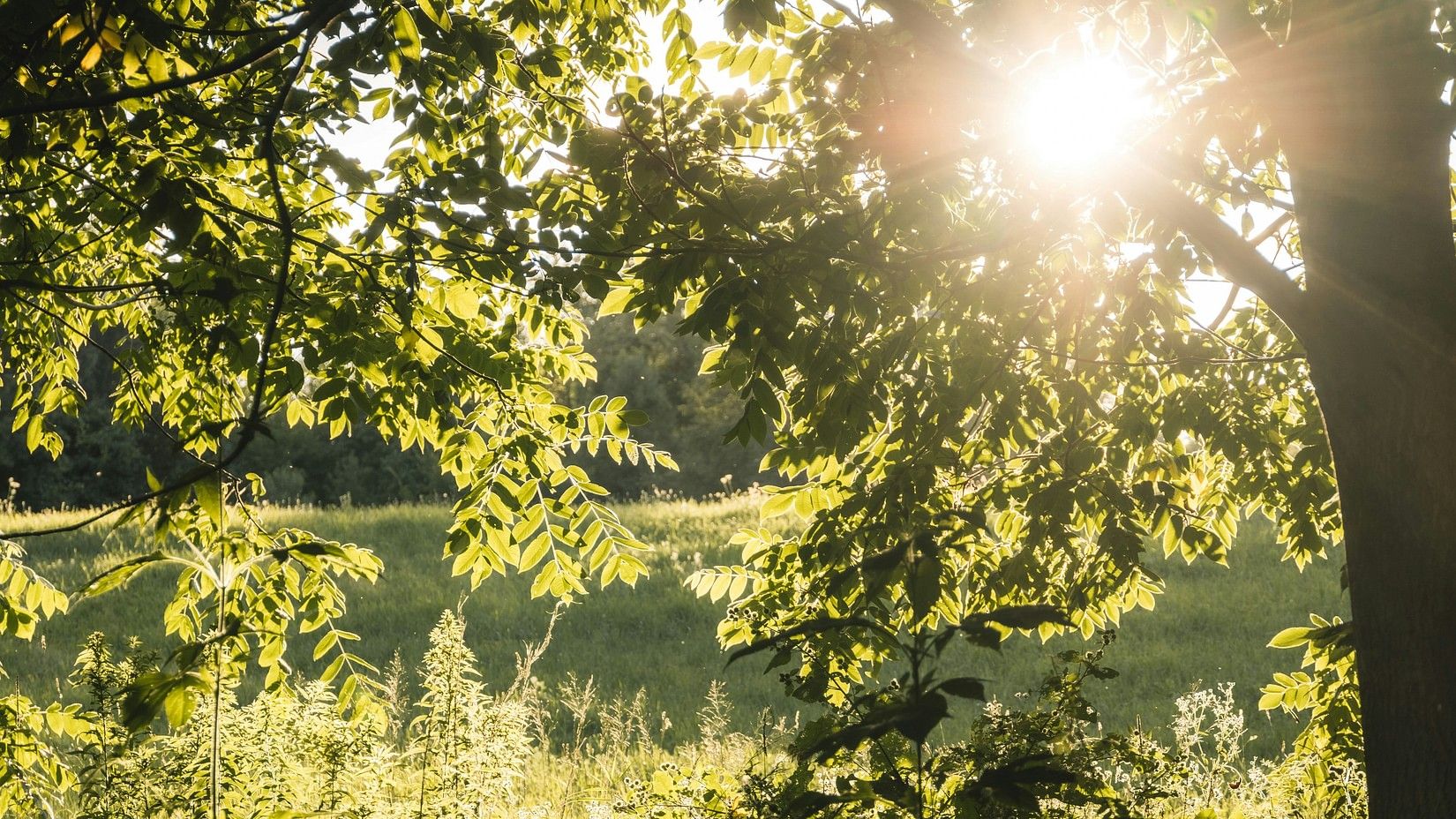 a picture of lush green vegetation and their reflection on the water body along with the sun rays seeping through the canopy.