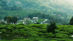 Full view of a lush green coffee plantation field with a thin road and a few settlements around it.