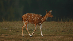 A solitary spotted deer in Bandipur looking away from the camera while walking on a green land.