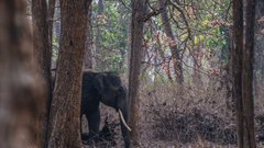 An elephant walking through a wooded forest area, partially visible between tree trunks, with dry leaves on the ground and dense vegetation in the background.
