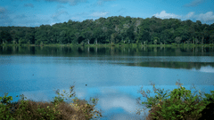 A calm river reflecting the blue sky, with lush green trees along the opposite bank and shrubs in the foreground.