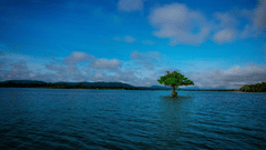 A tree in between the Kabini Lake - The Serai Kabini