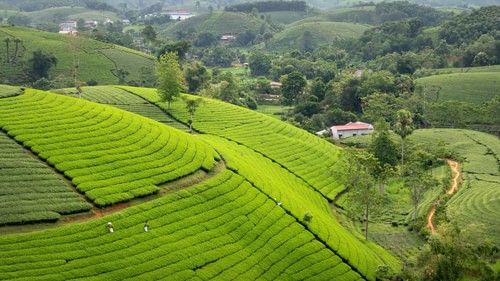 An image of a hill station with tea garden and hills
