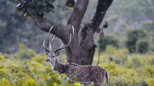 A spotted deer stag with prominent antlers standing alert amid lush undergrowth, framed by tall trees and soft forest light.