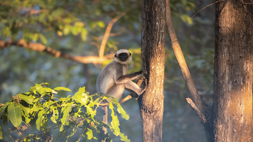 A small gray langur monkey sitting on a tree branch, gripping the trunk with its hands and looking toward the left amid green foliage and forest trees.