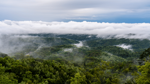 Lush mountains with slopes enveloped by fog in Chikmagalur